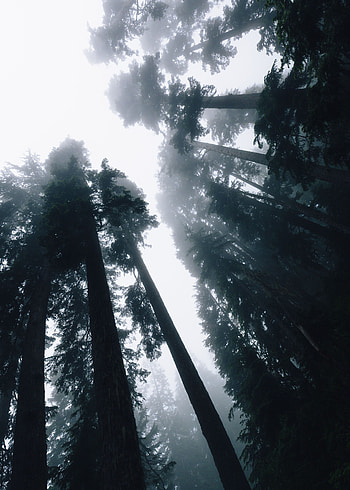 Nature, Trees, Sky, Shine, Light, Forest, Fog, Bottom View HD phone wallpaper