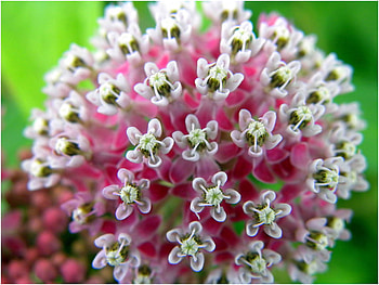 Flowers, other, nature, 3d HD wallpaper