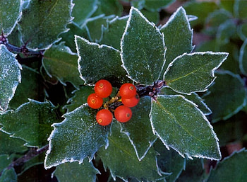 Fruit w Leaves, leaves, in winter, , fruit, beautiful HD wallpaper