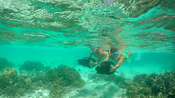 Coral reef, Snorkeling HD wallpaper