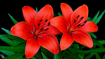 Red lilies flowers, Couples' , HQ, Vibrant and passionate HD wallpaper