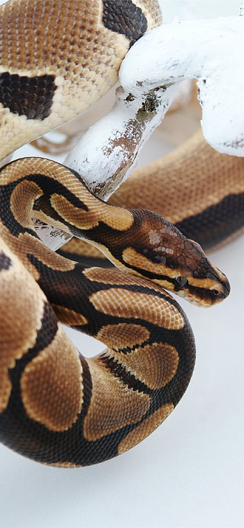 Boa Constrictor HD phone wallpaper