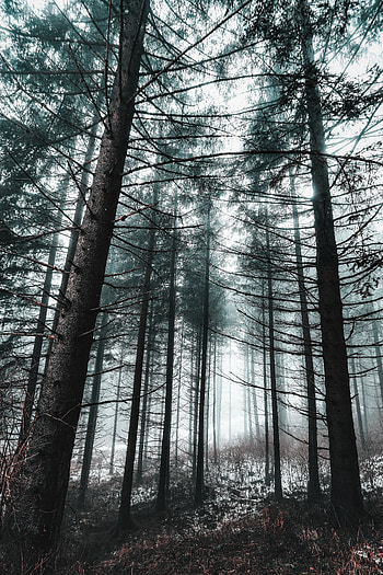 Winter, Nature, Trees, Snow, Forest, Fog HD phone wallpaper