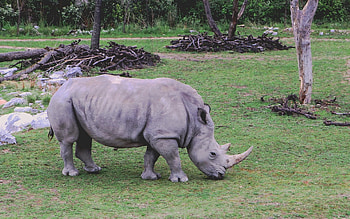 Rhino, animal, large, Africa HD wallpaper