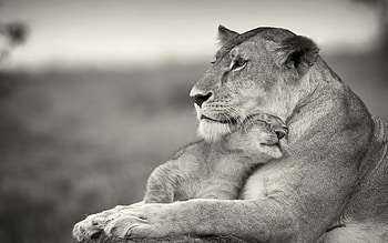 Animals, Lions HD wallpaper