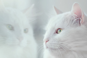 Animals, Cat, Fluffy, Pet HD wallpaper