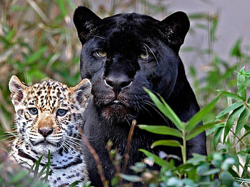 Two_Leopards, leaves, black, leopard, animals HD wallpaper