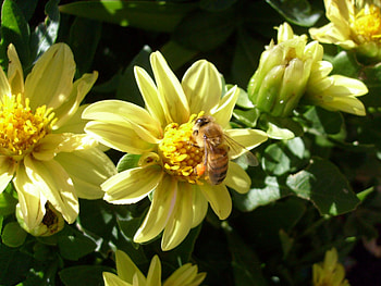 Busy Bee, bee, yellow, flower HD wallpaper