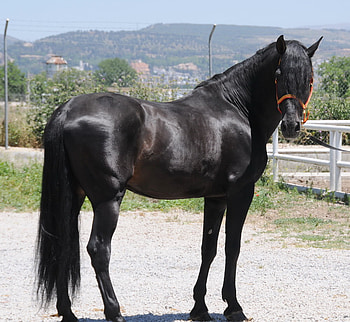 Ebony Andalusian 3, spanish, andalusian, horses, black, animals, ebony HD wallpaper