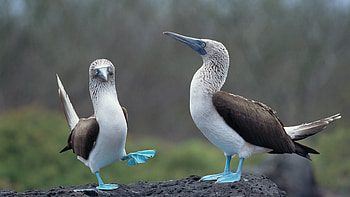 Galapagos, Revealing true colors, Blue footed booby, New York Times HD wallpaper