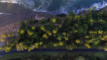 Aerial Shot Of Trees , nature, trees, beach, sea, water, waves HD wallpaper
