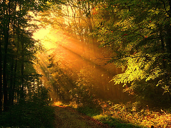 Autumn Glow, path, sunbeams, beautiful, morning view, grass, leaves, trees, forest, magic light HD wallpaper