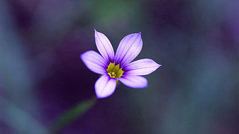 Lilac, Flower, Macro, Stripes, Streaks HD wallpaper