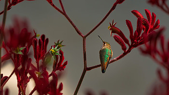 Allen's hummingbird perched on a red kangaroo paw plant, Animal, hummingbird HD wallpaper