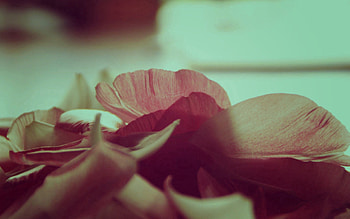 Flower, Macro, Petals, Macro graphy HD wallpaper