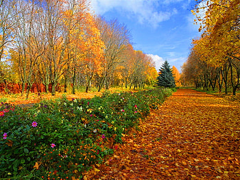 Park in autumn, leaves, fall, trees, row, autumn, nature, flowers, park HD wallpaper