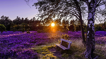 A Place to relax, Nature, Meadow, Sunset, Tree HD wallpaper