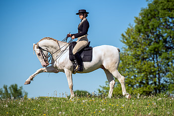 Equitation sports, Thomas grad maker, Working equitation, Horse riding HD wallpaper