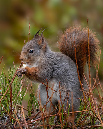 Animals, Squirrel, Fluffy, Profile, Rodent HD phone wallpaper