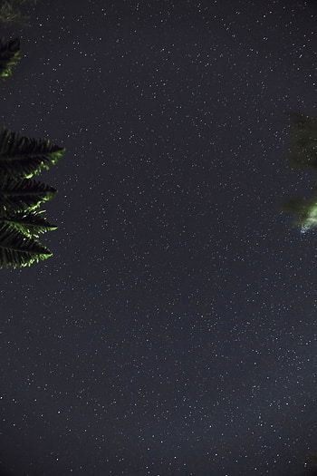 Leaves, Night, Dark, Starry Sky, Branches HD phone wallpaper