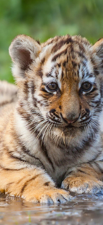 Tiger Cub, Animals, Cute, Water HD phone wallpaper