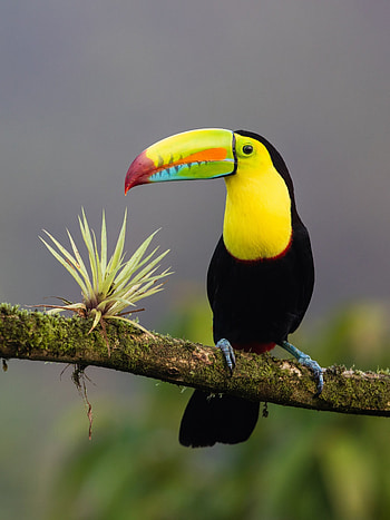 Wildlife graphy, Exotic avian, Tropical beauty, Vibrant feathers HD phone wallpaper