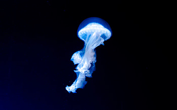Blue jellyfish, dark, glow HD wallpaper