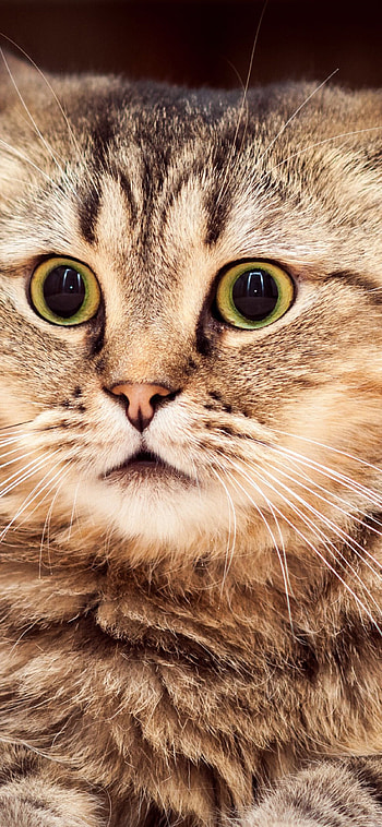 Cute cat, High-quality HD phone wallpaper