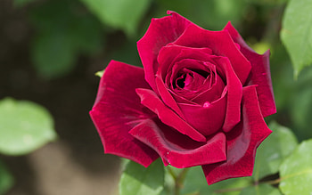 Plants, Flowers, Roses HD wallpaper