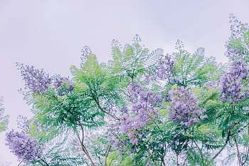 Lavender Jacaranda flowers in vibrant spring display. HD wallpaper