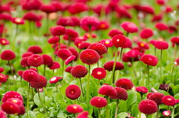 A stunning field of vibrant red English daisies (Bellis perennis) in full bloom, captured outdoors. HD wallpaper