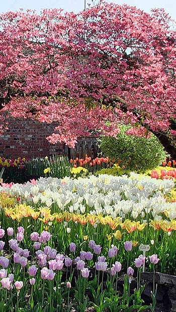 Spring Field, tree, field, flower, earth, nature, spring HD phone wallpaper