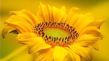 Pure Gold, Firefox theme, summer, flower, fall, autum, gold, sunflower HD wallpaper