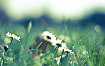 Background, Flower, Macro, Blur, Smooth, Field HD wallpaper