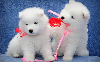 Visually stunning puppy , Trump your screen HD wallpaper