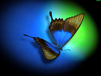 Wings, blue, abstract, butterfly, green, light black HD wallpaper
