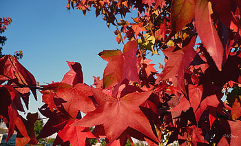 Autumn Brightness, leaves, maple, firefox persona, fall, autumn, sky, red leaves, tree HD wallpaper