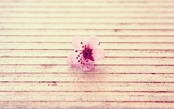 Pink, Flower, Macro, Surface HD wallpaper