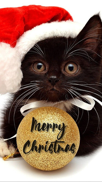 Merry Christmas, Blessing Wishes Cat HD phone wallpaper