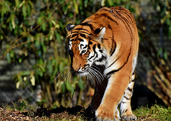 Tiger, wild cat, predator, walk HD wallpaper