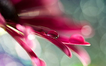 Leaves, Flower, Macro, Glare, Petals HD wallpaper