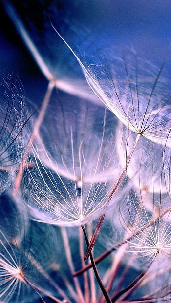Aesthetic, Dandelion Art HD phone wallpaper