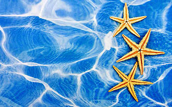 star fish, outdoors, ocean, animals HD wallpaper