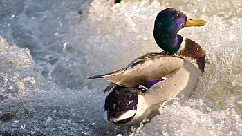 Anas platyrhynchos, Ducks HD wallpaper