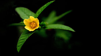 Yellow Star, beautiful, green, yellow, flower HD wallpaper