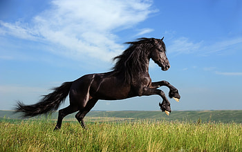 Horse , Crisp visuals, Background , Nature's grace HD wallpaper