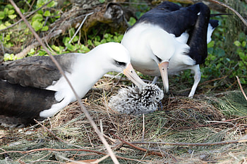 Laysan albatross introduction, Hawaii's marine ambassadors, Fascinating avian behavior, Conservation champions HD wallpaper