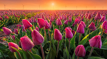 Tulips field, tulips, sun, sunset, sunrise, rays, morning, glow, beautiful, field, sky, flowers, dew HD wallpaper
