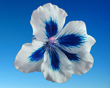 Geranium, blue, flower, sky, gizzzi HD wallpaper