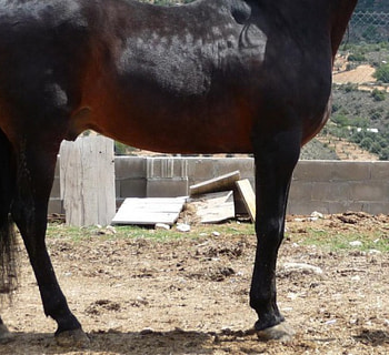 Spanish Stallion, horses, animals, andalusian stallion HD wallpaper
